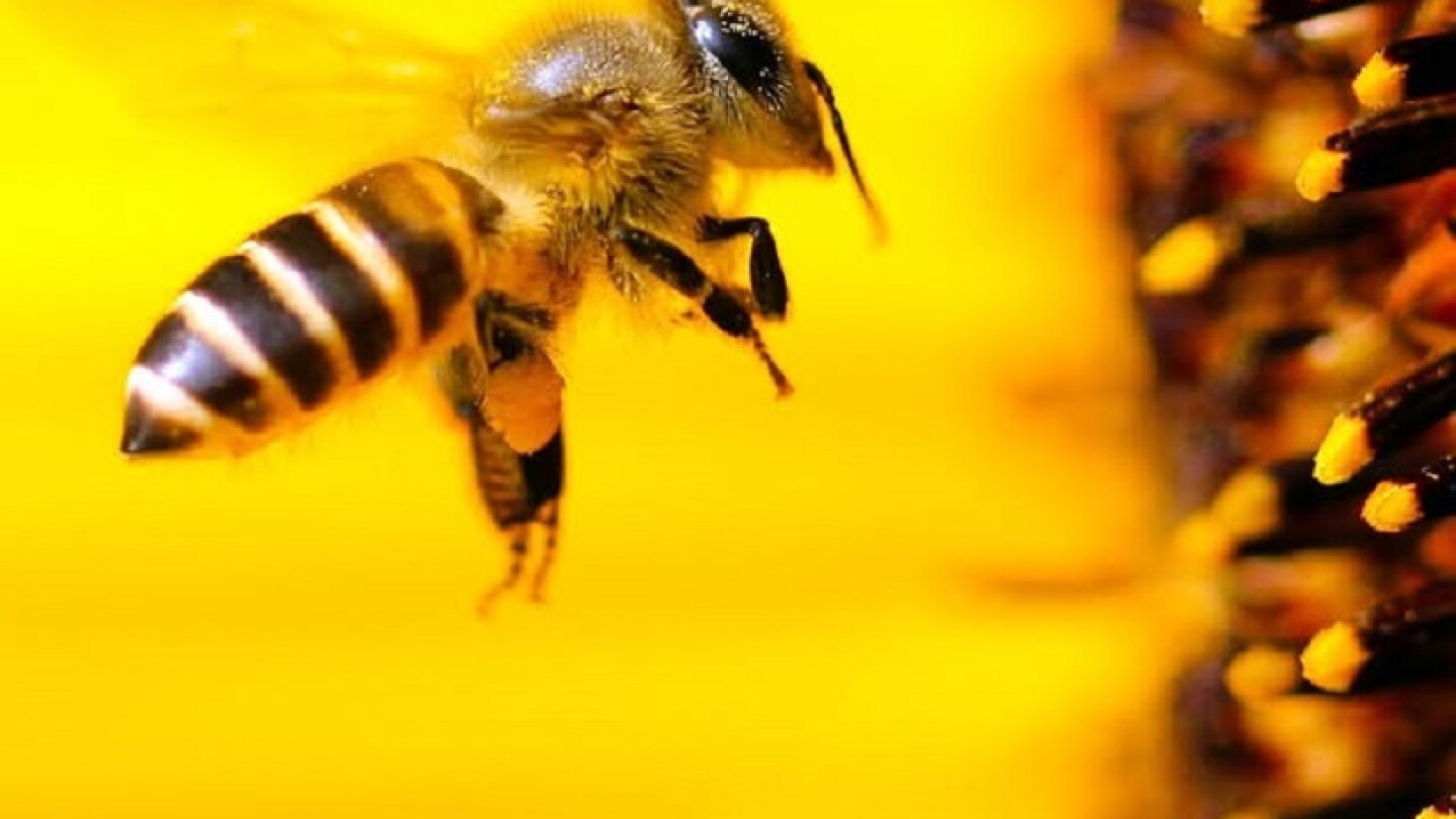 Suiza impulsa iniciativa para proteger a las abejas mediante reforma constitucional