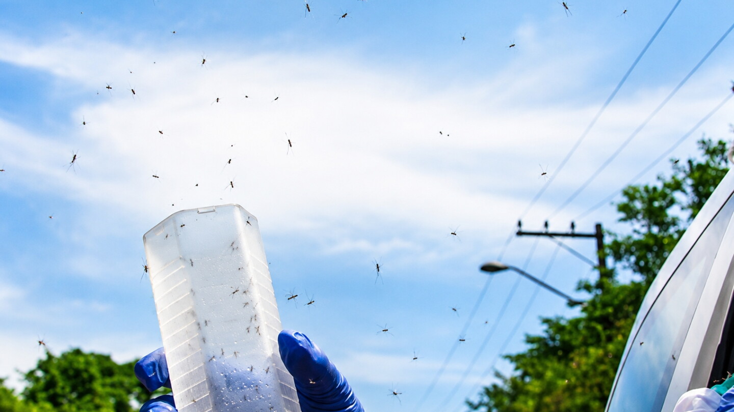 Foz de Yguazú logra reducción histórica del dengue con método Wolbachia