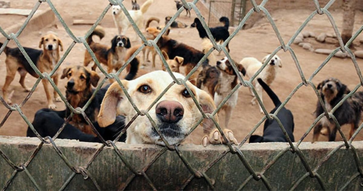 Salud insta a proteger animales ante temperaturas extremas y prevenir enfermedades zoonóticas