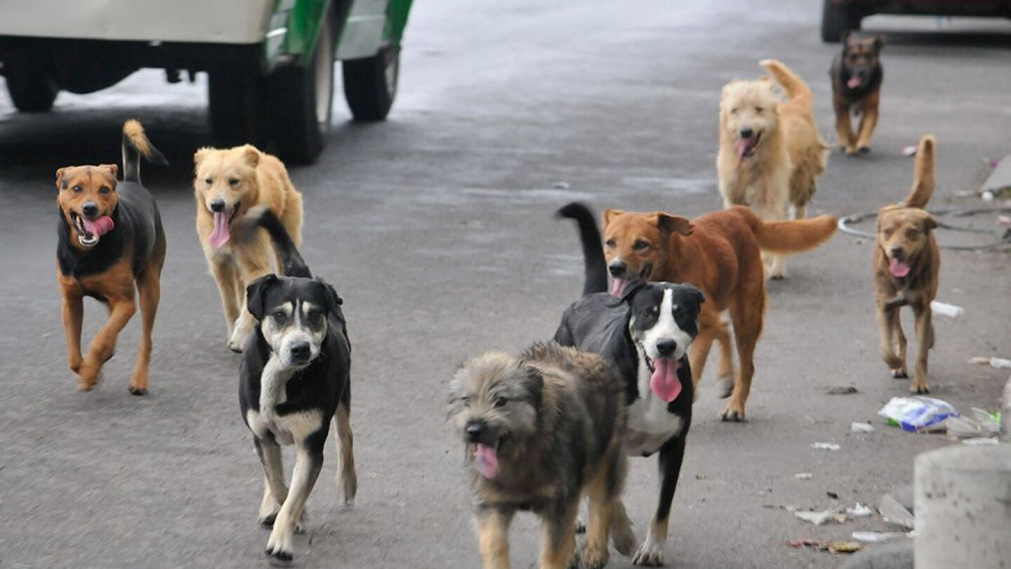 Lanzan campaña para promover el control de animales en situación de calle