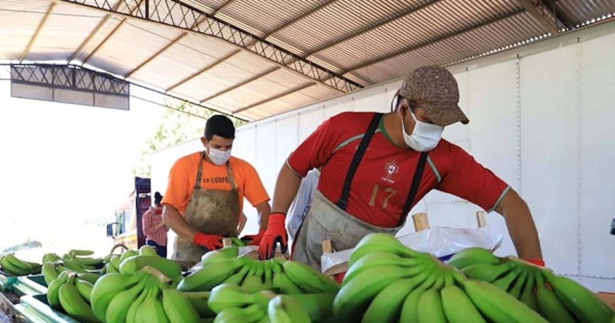 Senave posterga temporalmente sistema de trazabilidad para banana, piña, melón y mamón