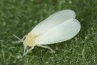 Mosca blanca: la diminuta plaga que amenaza cultivos y transmite enfermedades en los huertos