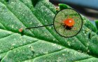 Araña roja: la diminuta plaga que debilita cultivos y cómo prevenir su propagación