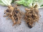Nemátodos: los invisibles enemigos del suelo agrícola y cómo controlarlos de manera sostenible