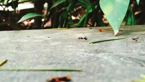 Hormiga argentina en Paraguay: por qué es la invasora urbana más difícil y cómo frenarla