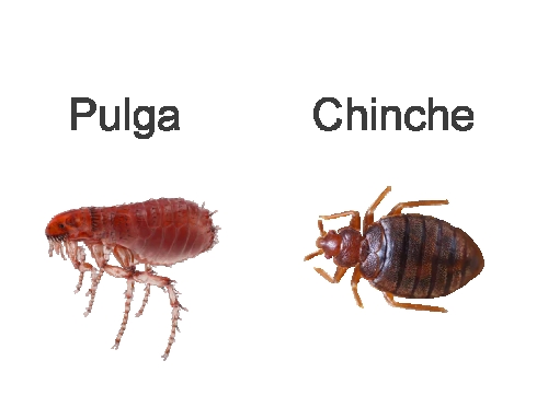 Pulgas vs. chinches: guía definitiva para distinguirlas, prevenirlas y controlarlas sin errores