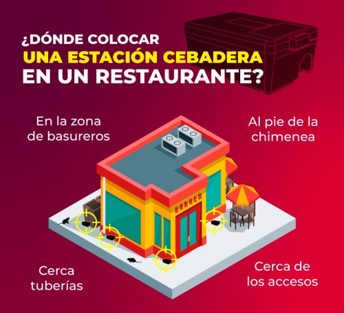 Ratas y ratones en negocios gastronómicos: cómo detectar una infestación y aplicar protocolos de control que sí funcionan