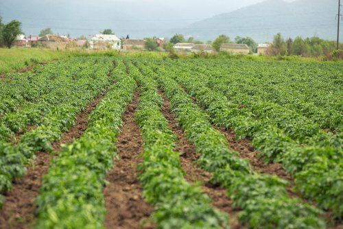 Plagas que Amenazan las Hortalizas en Paraguay: Cómo Identificarlas y Combatirlas Eficazmente