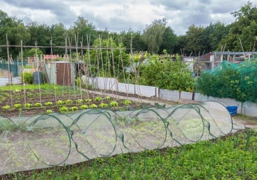 Barreras Físicas en Hortalizas y Frutales: Tecnología Simple para una Protección Natural y Efectiva