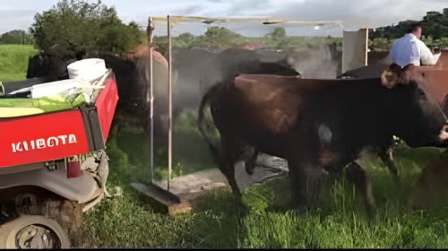 Baños de inmersión y aspersión contra garrapatas: guía práctica de aplicación segura, eficaz y sin residuos