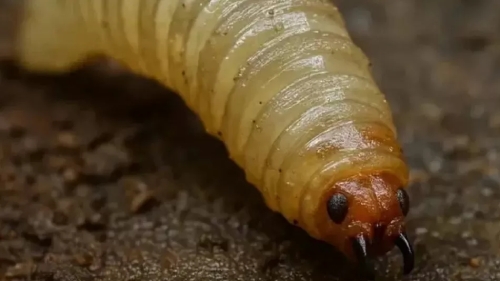 Alerta mundial: reaparece en EE.UU. el gusano come carne tras seis décadas de erradicación