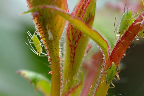 Áfidos o pulgones: la silenciosa plaga que amenaza a los cultivos y cómo controlarla de forma sostenible