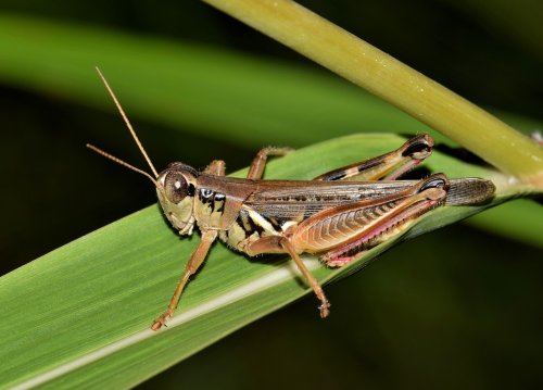 Chapulines: la plaga voraz que amenaza cultivos y alternativas sostenibles para su control