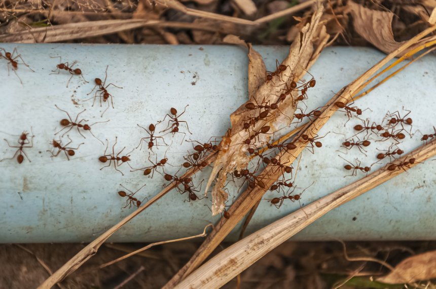 Los tipos de hormigas más comunes en Paraguay: cómo reconocerlas y prevenir su invasión