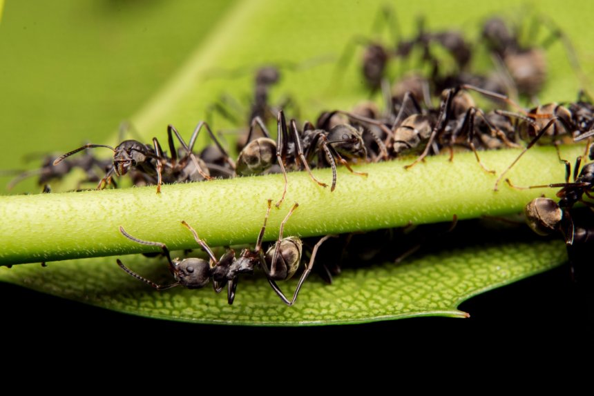 Cómo diferenciar hormigas domésticas de hormigas invasoras: guía visual, comportamental y de riesgo