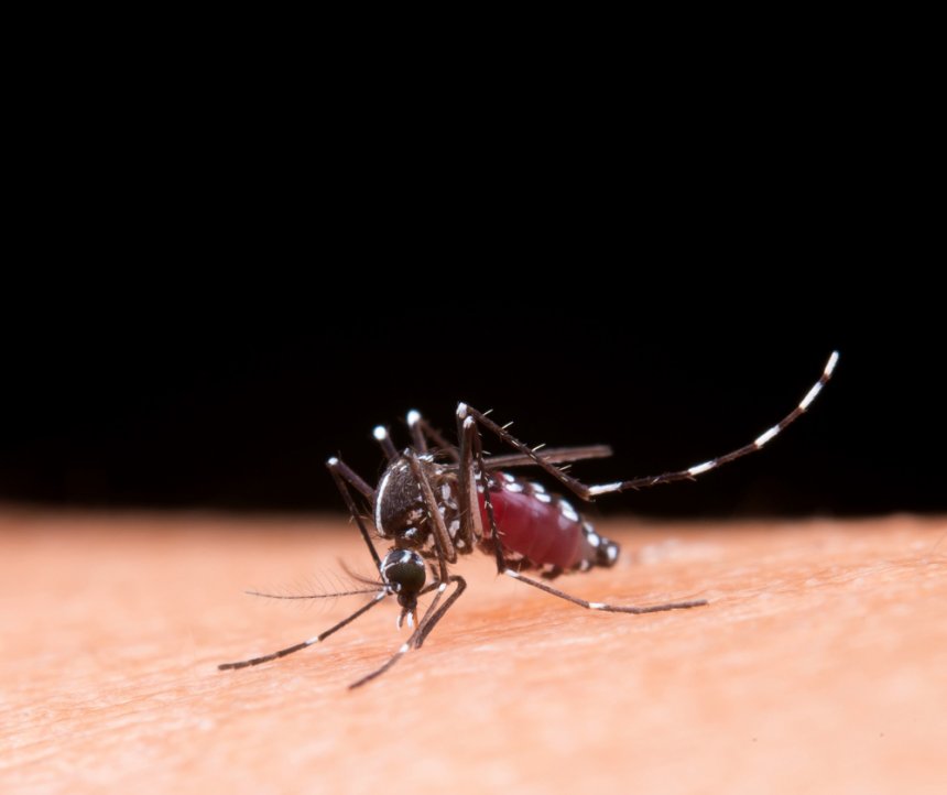 Mosquito Aedes aegypti: el enemigo silencioso detrás del dengue, zika y chikungunya