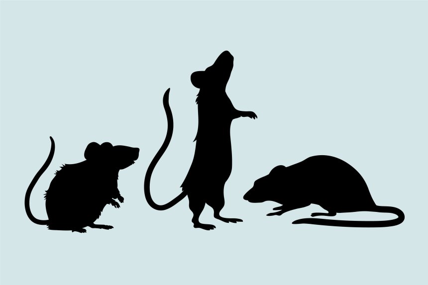 ¿Ratas o ratones en casa? Guía completa para identificarlos y actuar sin pánico
