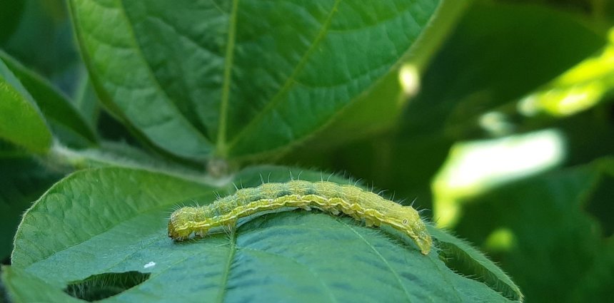 Soja bajo asedio: cómo reconocer y controlar las plagas clave en Paraguay (oruga bolillera, chinche verde y trips)