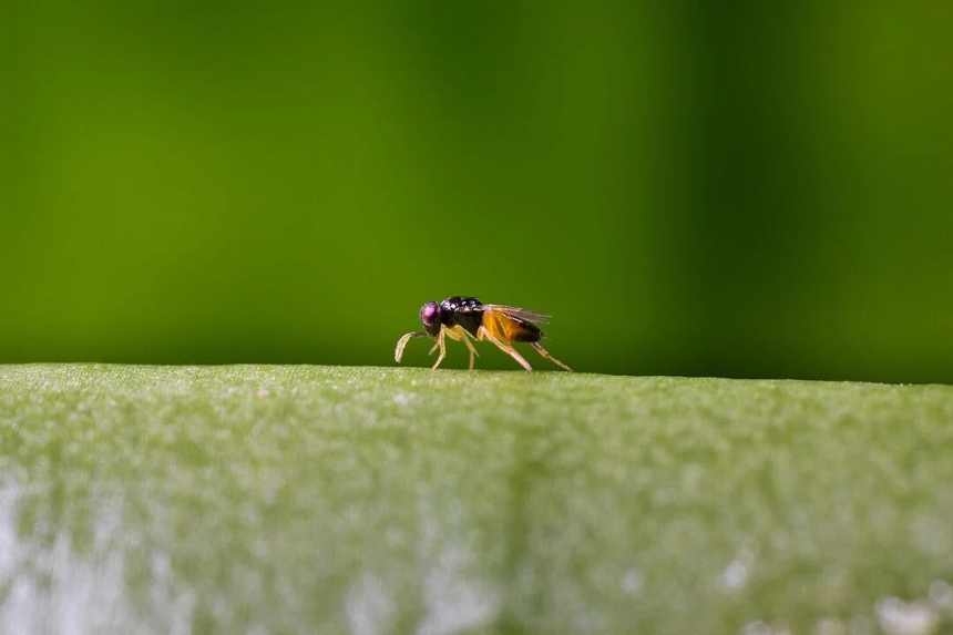 De la chacra al silo: control biológico de plagas en granos con insectos benéficos y microorganismos