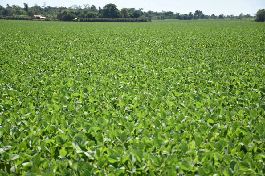Pérdidas Millonarias en Soja y Maíz por Plagas en Paraguay: Testimonios de Productores y Estrategias de Control Efectivas