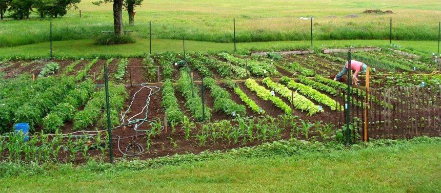 Rotación de Cultivos: Clave para un Suelo Saludable y el Control Natural de Plagas