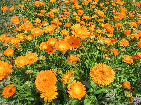 Plantas Repelentes en Huertas y Frutales: Aliadas Naturales para un Cultivo Saludable