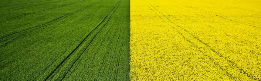 Errores Comunes que Fomentan Plagas en Huertas y Frutales: Lo Que Todo Productor Debe Evitar