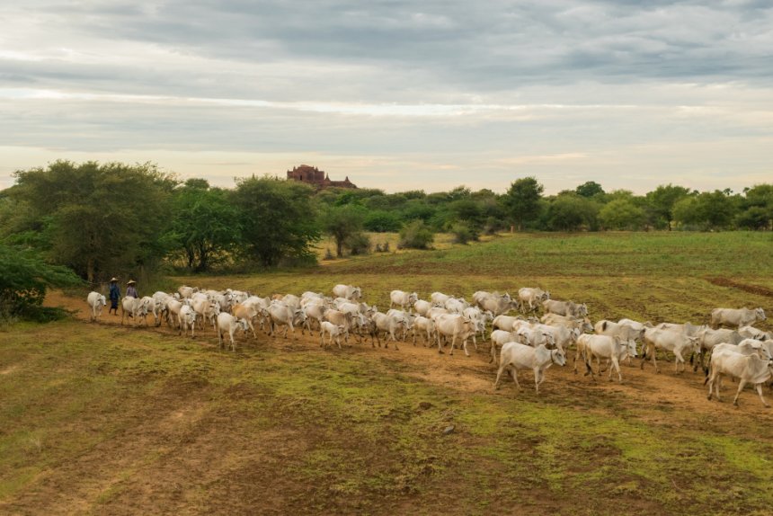 Plagas ganaderas en Paraguay: impacto real en la producción y estrategias efectivas para controlarlas