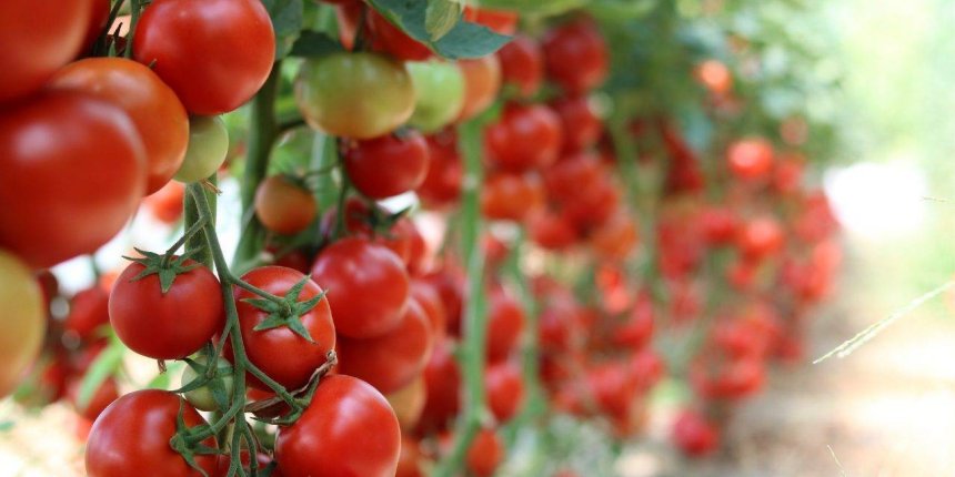 Control de plagas con piretrinas naturales: una alternativa ecológica y efectiva para la agricultura moderna