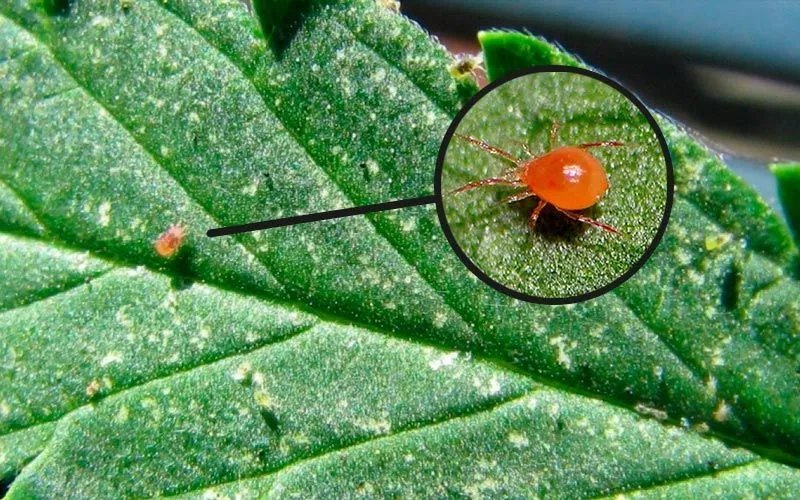 Araña roja: la diminuta plaga que debilita cultivos y cómo prevenir su propagación