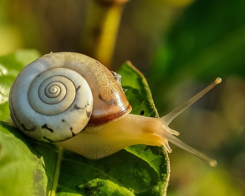 Caracoles y babosas: la plaga silenciosa de los huertos y cómo combatirla con métodos sostenibles